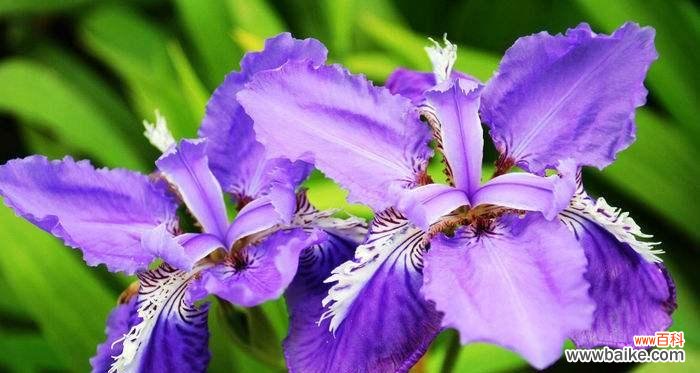 美丽绽放 春天花的花语