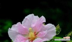 美丽绽放 春天花的花语