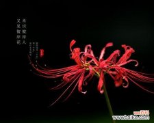 探寻花海中的坚韧力量 花开坚强