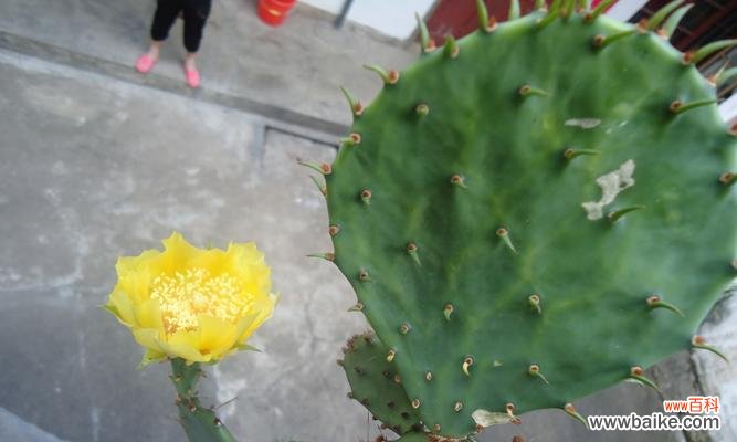 探寻花海中的坚韧力量 花开坚强