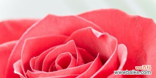 玫瑰花语与数量的隐含情感 花语玫瑰数量代表的深意