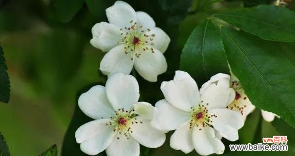 无辜鲜花面对人生苦难的哀伤与绝望 绝望悲伤的花语——揭示花朵背后的心灵痛苦