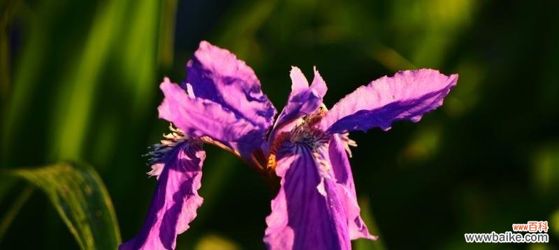 无辜鲜花面对人生苦难的哀伤与绝望 绝望悲伤的花语——揭示花朵背后的心灵痛苦