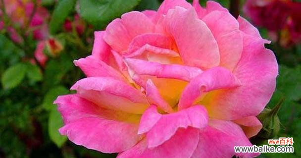 浓情脉脉 以花语是友情的花，共同诠释真挚情谊