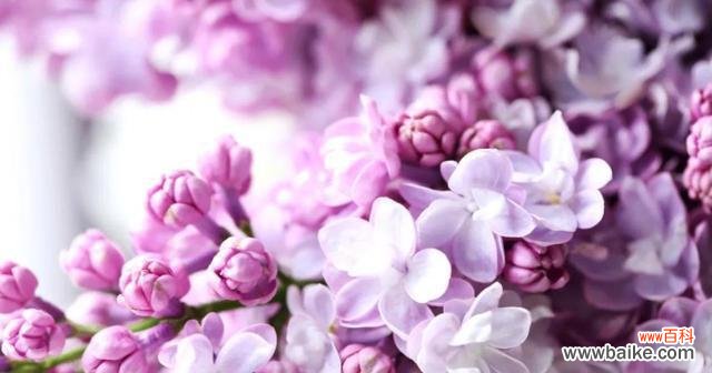 浓情脉脉 以花语是友情的花，共同诠释真挚情谊