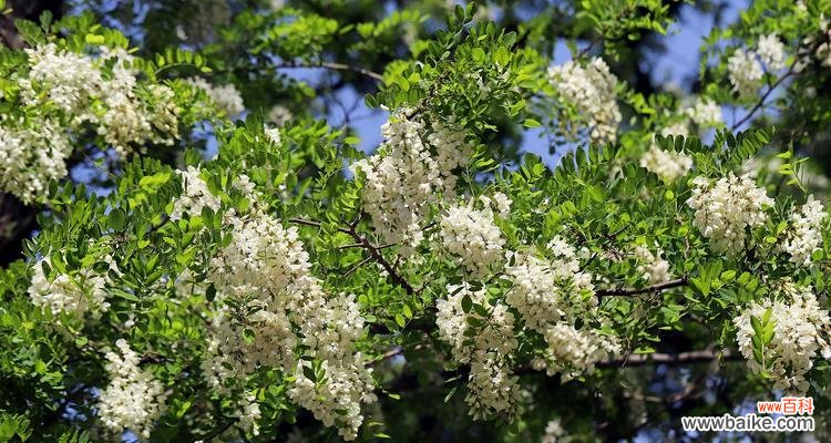 揭开槐花的神秘面纱 槐花的花语意义