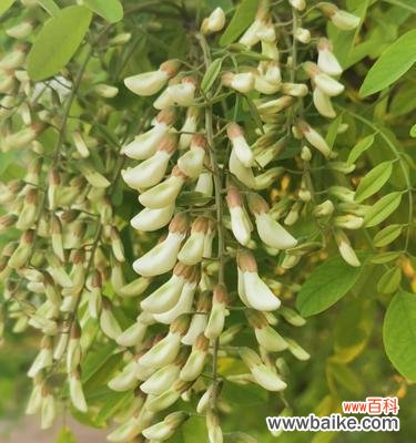 揭开槐花的神秘面纱 槐花的花语意义