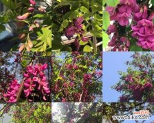 唤醒心灵的甜蜜气息 槐花的花语——揭开自然的秘密