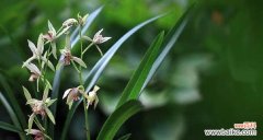 揭开兰花语的神秘面纱 兰花花语大全