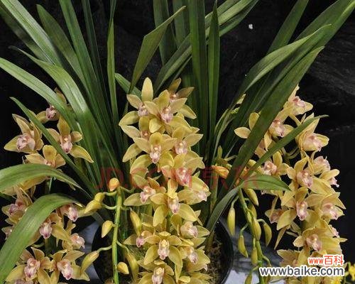 揭开兰花语的神秘面纱 兰花花语大全