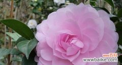 用花语传递心意 花开寄语，传递花语与寓意