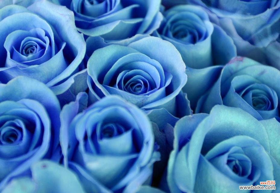 用颜色诉说真情 五彩斑斓的玫瑰花语