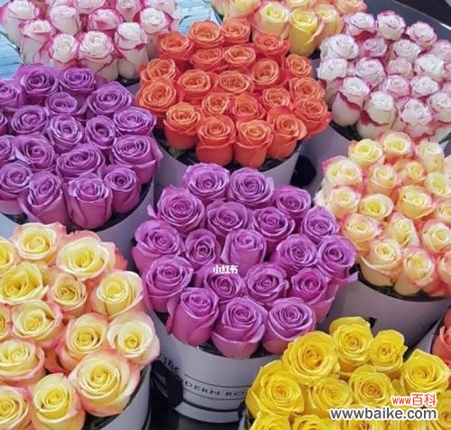 了解玫瑰花不同颜色的象征意义 玫瑰花颜色的含义