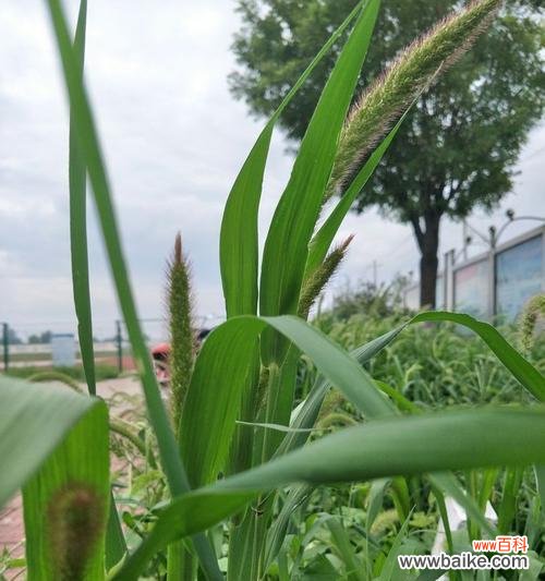 春日盛放 狗尾巴花