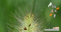 探索狗尾巴草的象征意义 狗尾巴草的寓意
