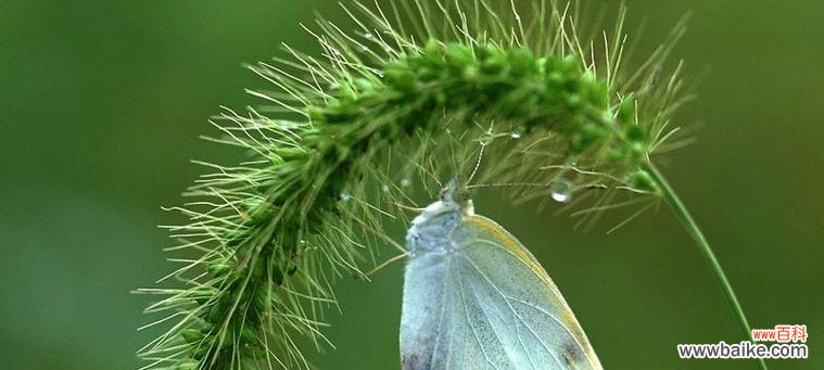 狗尾巴草的花语及寓意解读 狗尾巴草花语