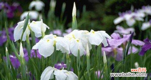 揭示鸢尾花隐藏的花语密码 鸢尾花的花语与象征意义