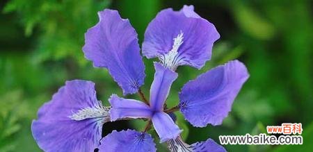 揭示鸢尾花隐藏的花语密码 鸢尾花的花语与象征意义