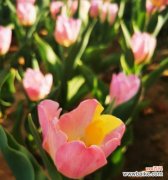 郁金香的花语传递着怎样的情感 探秘郁金香的花语与意义