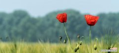 深入探究罂粟花的花语 罂粟花的花语及其寓意
