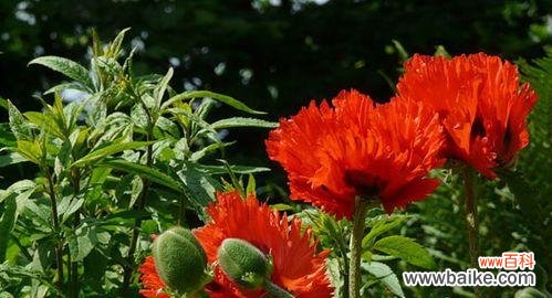 深入探究罂粟花的花语 罂粟花的花语及其寓意