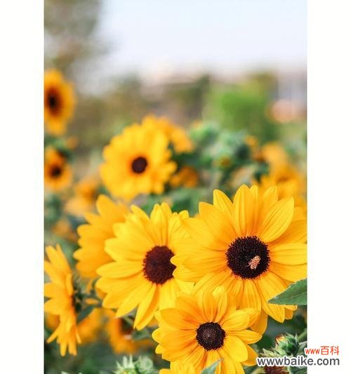 阳光与希望的象征 向日葵花语寓意