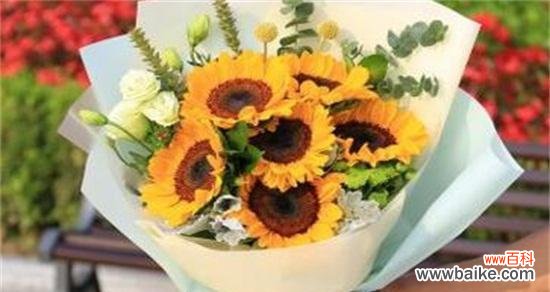 阳光与希望的象征 向日葵花语寓意