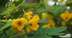 生命的延续与希望的象征 黄槐树的寓意