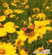 闪耀的美丽 金色的希望——黄金菊花语