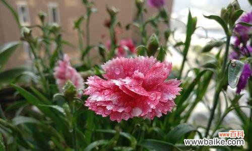 探寻黄康乃馨花语中的情感与表达 黄康乃馨花语的美丽与意义