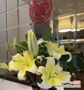 一朵花 黄百合花的寓意与象征意义