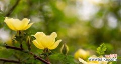 探索黄刺玫的花语并感受它所传达的希望和热情 黄刺玫的花语——希望与热情