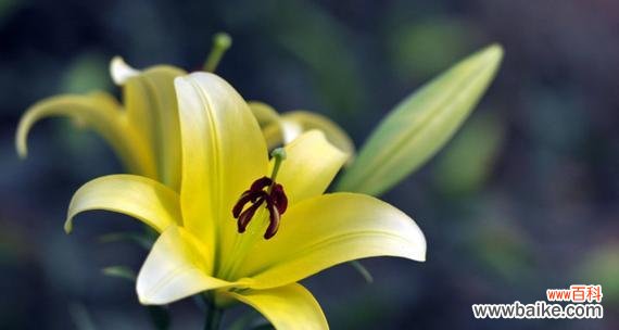 探寻黄百合花语中的美好与深意 黄百合花语——纯洁和谦逊的象征