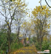 揭开黄花风铃木的神秘面纱 黄花风铃木的花语与寓意