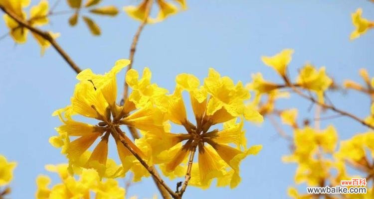 风铃的美好意义和传承 黄风铃的含义与象征