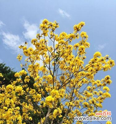 风铃的美好意义和传承 黄风铃的含义与象征