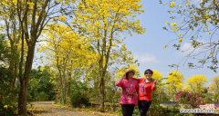 传递幸福与美好的黄风铃花 探秘黄风铃花的花语