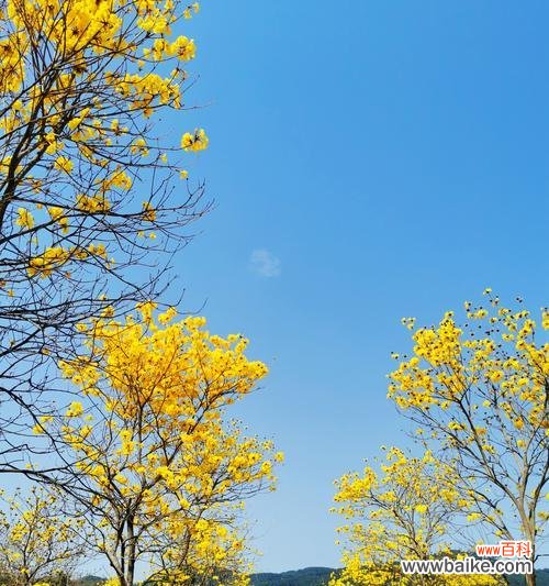 传递幸福与美好的黄风铃花 探秘黄风铃花的花语