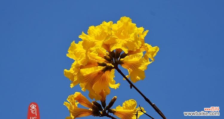 花开寓意快乐与希望 黄花风铃木的花语与美丽传说