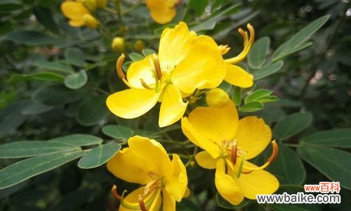 黄花槐的寓意与象征意义 黄花槐