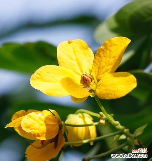 黄花槐的寓意与象征意义 黄花槐