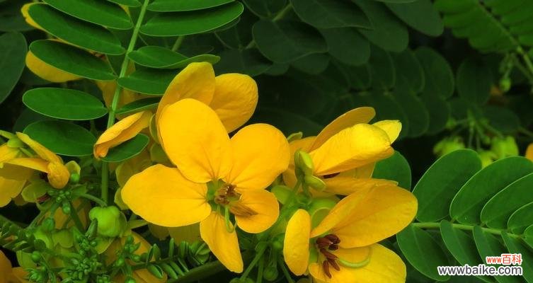 探寻黄槐花所传递的感情和祝福 黄槐花的花语与含义