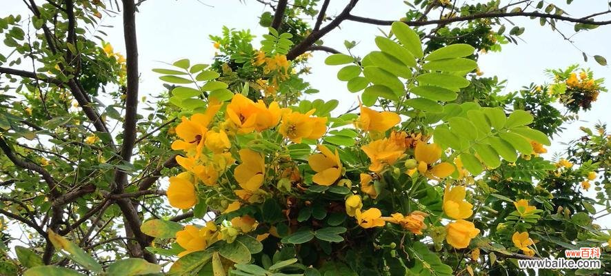 探寻黄槐花所传递的感情和祝福 黄槐花的花语与含义