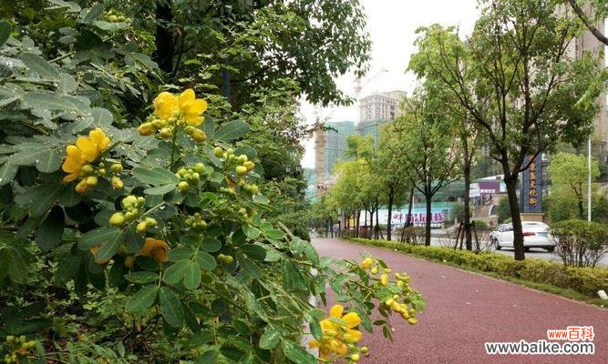 探寻黄槐花所传递的感情和祝福 黄槐花的花语与含义