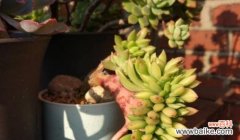 探寻黄丽花语的深层含义与象征意义 黄丽的花语-传递爱与希望的美丽