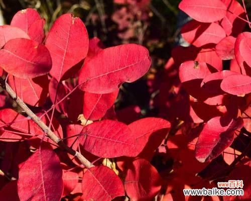 解析黄栌的象征意义和文化价值 黄栌象征的寓意及其文化内涵