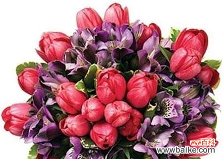 唤醒心灵的五彩缤纷世界 枸杞之花语传递的深意