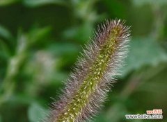 揭开狗尾草花语的神秘面纱 狗尾草花语，传递心灵的诗意