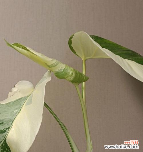 探索龟背竹的象征意义与生命启示 龟背竹的寓意——坚韧不拔