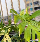 探索龟背竹的象征意义与生命启示 龟背竹的寓意——坚韧不拔